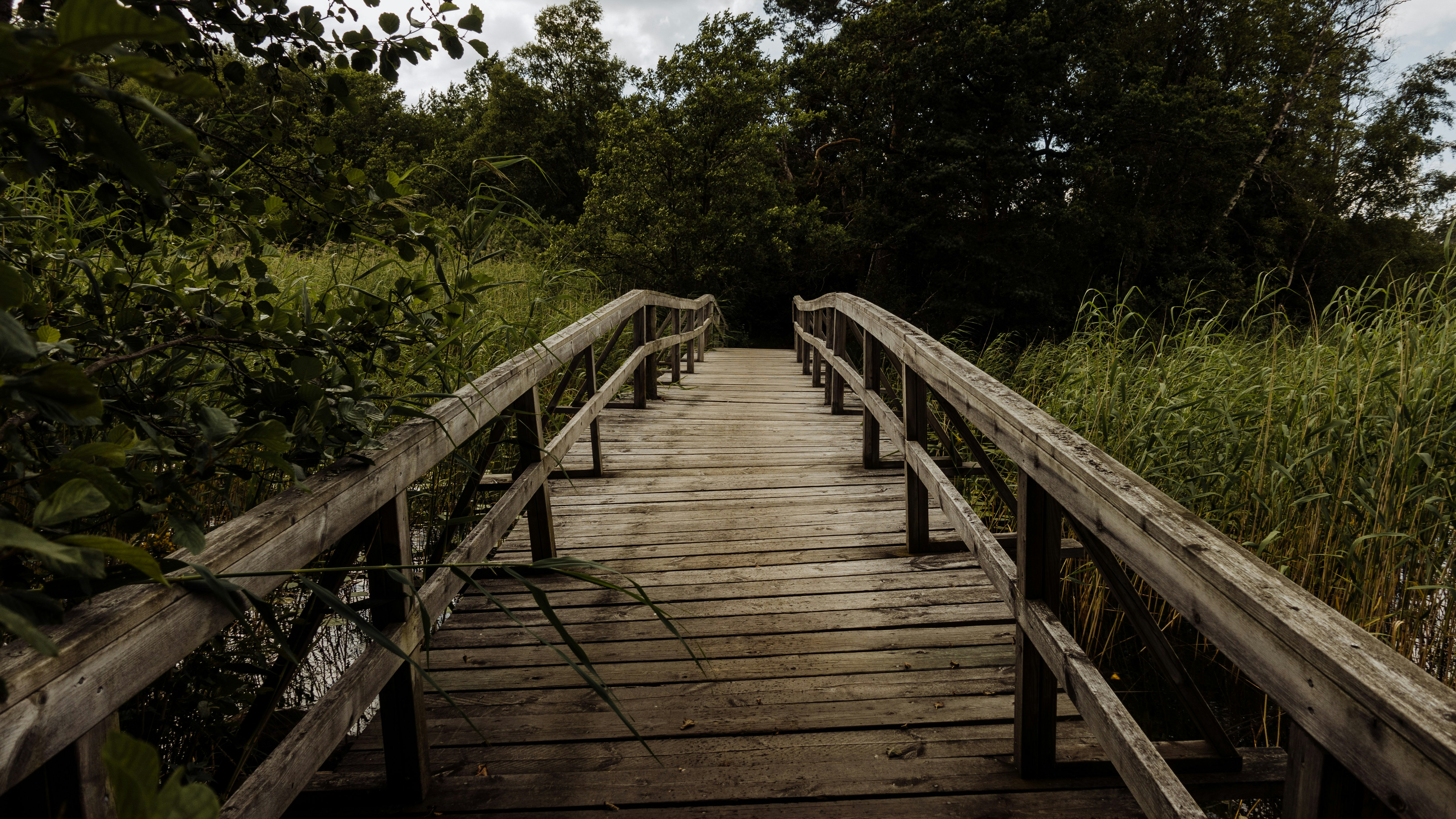 brown wooden bridge in between green trees during daytime